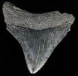 Juvenile Megalodon Tooth - Serrated Blade #62118-1